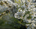 Orchard Blossom 74